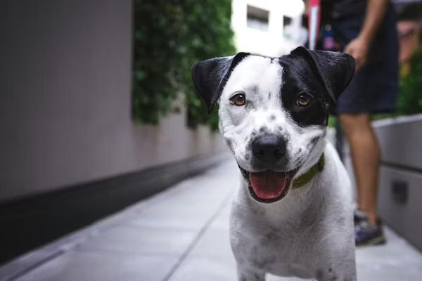 Black and white dog looking straight ahead