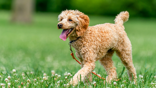Brown curly dog walking in the grass
