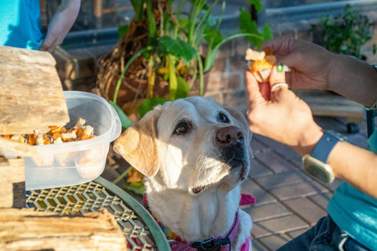 Yellow Lab Begging for Treat From Woman