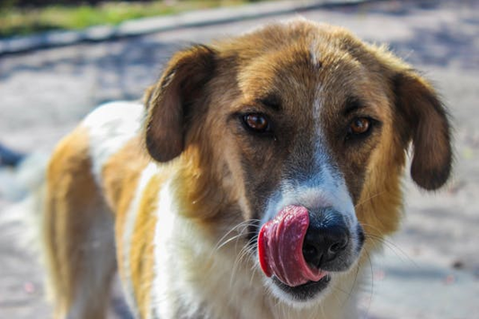 Brown and white dog licking its snout