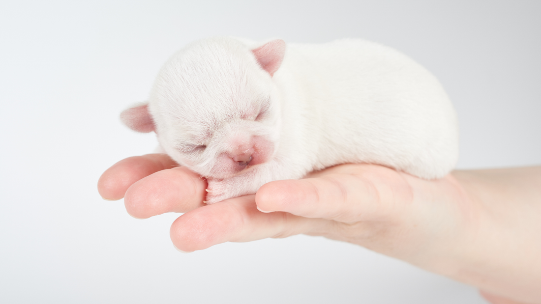 White Newborn Puppy Lying in a Person’s Hand