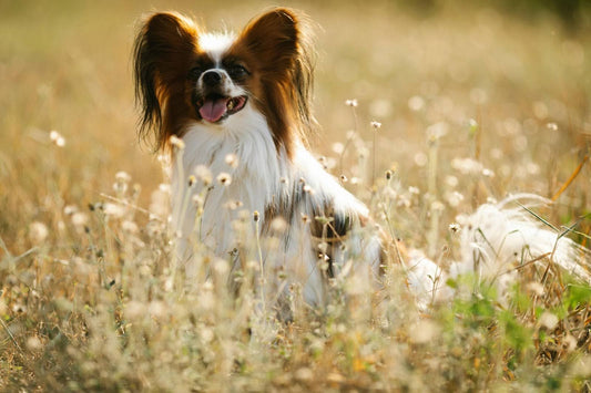 Brown and White Papillon Sitting in Field
