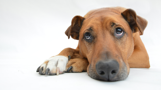 Dog lying sad on the floor