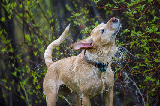 Wet dog shaking off water outdoors