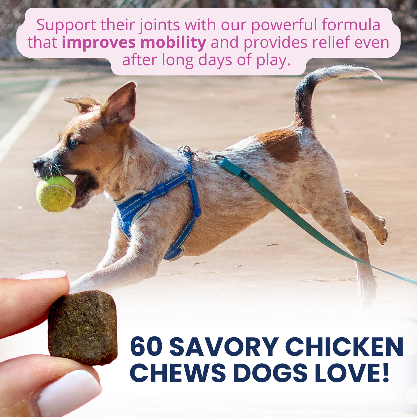 Hip and Joint Mobility Support Chews for Dogs