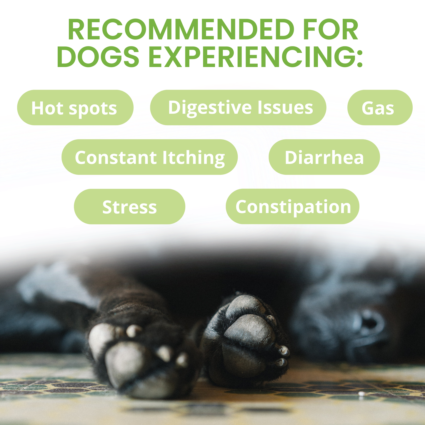 Ready Balance Probiotic Squeezable Gel For Dogs