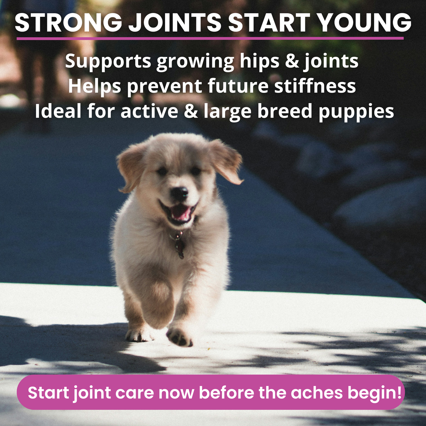 Hip and Joint Mobility Support Chews for Dogs