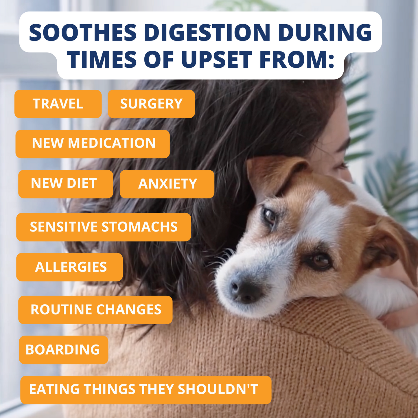 Chicken, Rice, & Pumpkin Bland Diet For Dogs - 6 Pack