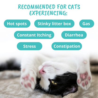 Probiotic Soft Chews for Cats