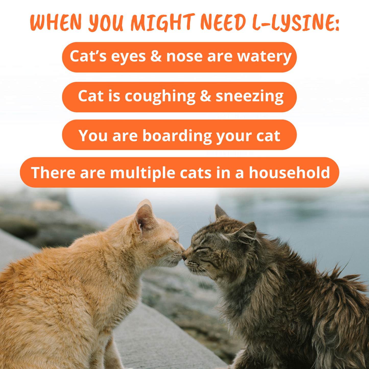 L-lysine Immune Support Chews for Cats