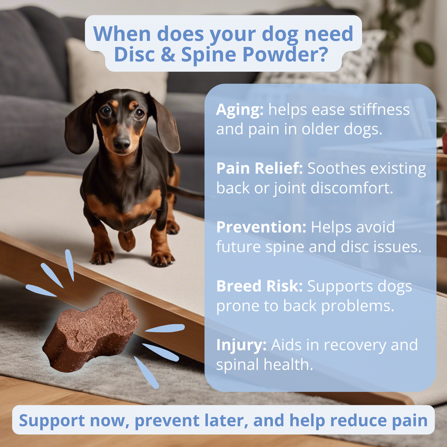 The Disc & Spine Support Powder