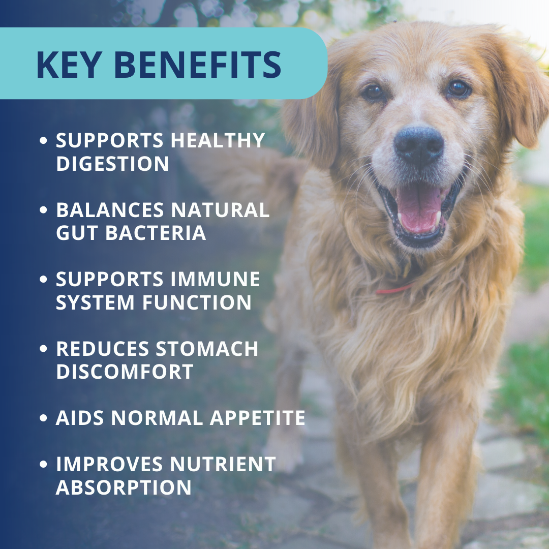 Probiotic Soft Chews For Dogs - 6 Pack