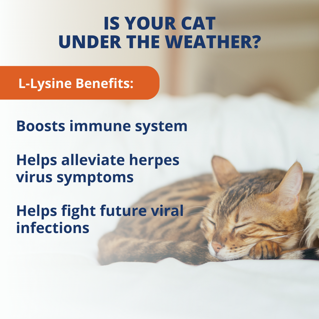 L-Lysine Soft Chews For Cats - 6 Pack