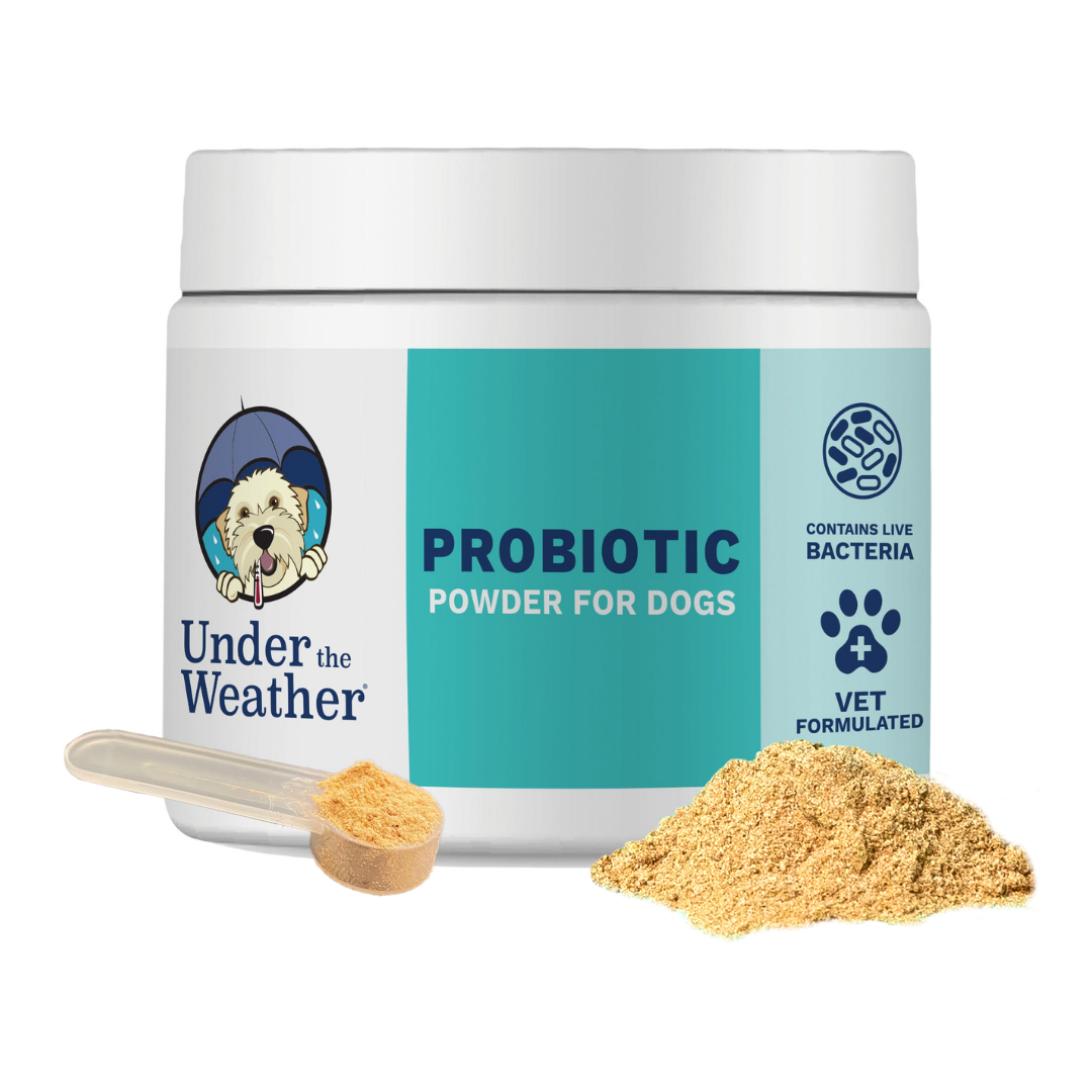 Digestive Health Probiotic Powder for Dogs Under the Weather