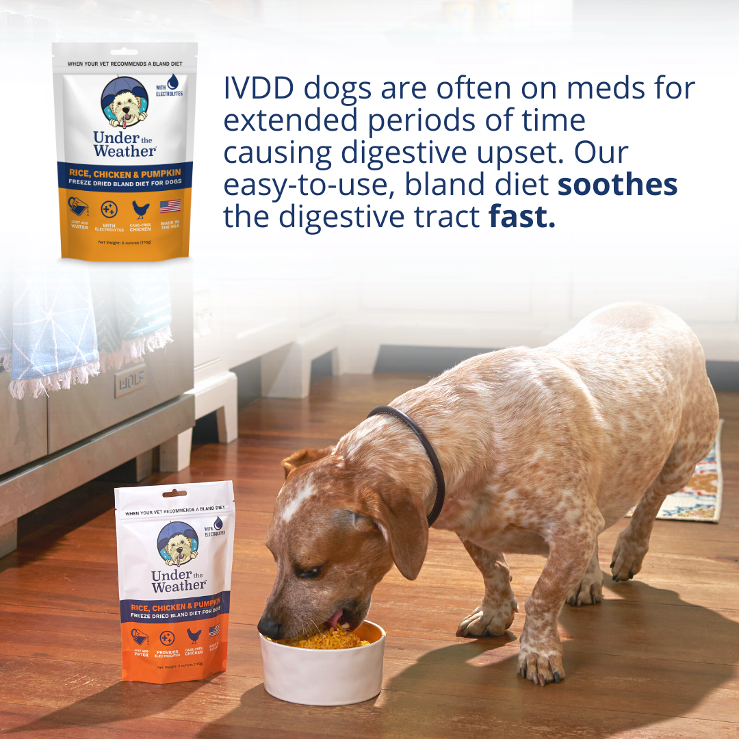 Intervertebral Disc Disease (IVDD) and Bad Back Bundle for Dogs