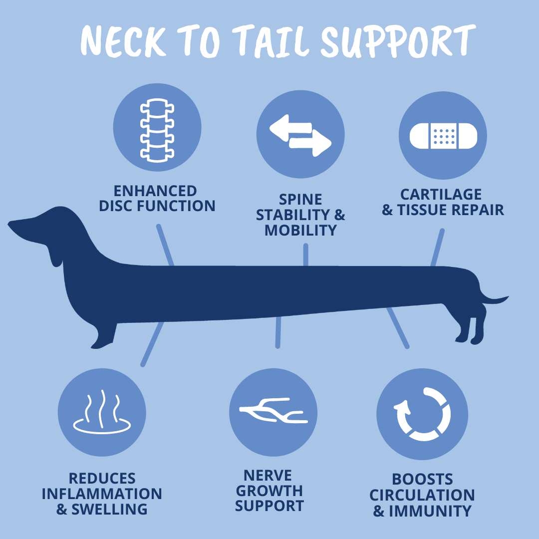 What Is A Herniated Disc In A Dog