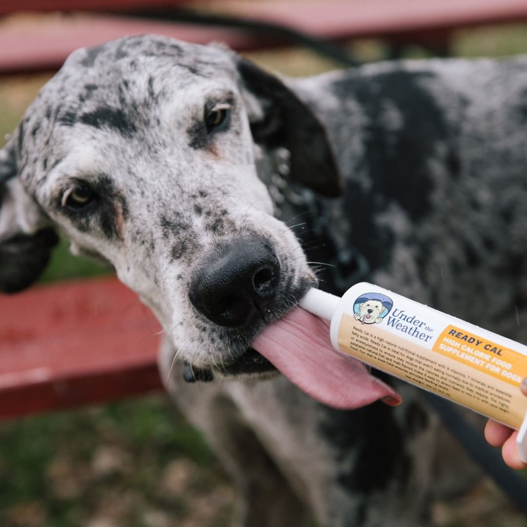 Ready Cal® High-Calorie Supplement For Dogs