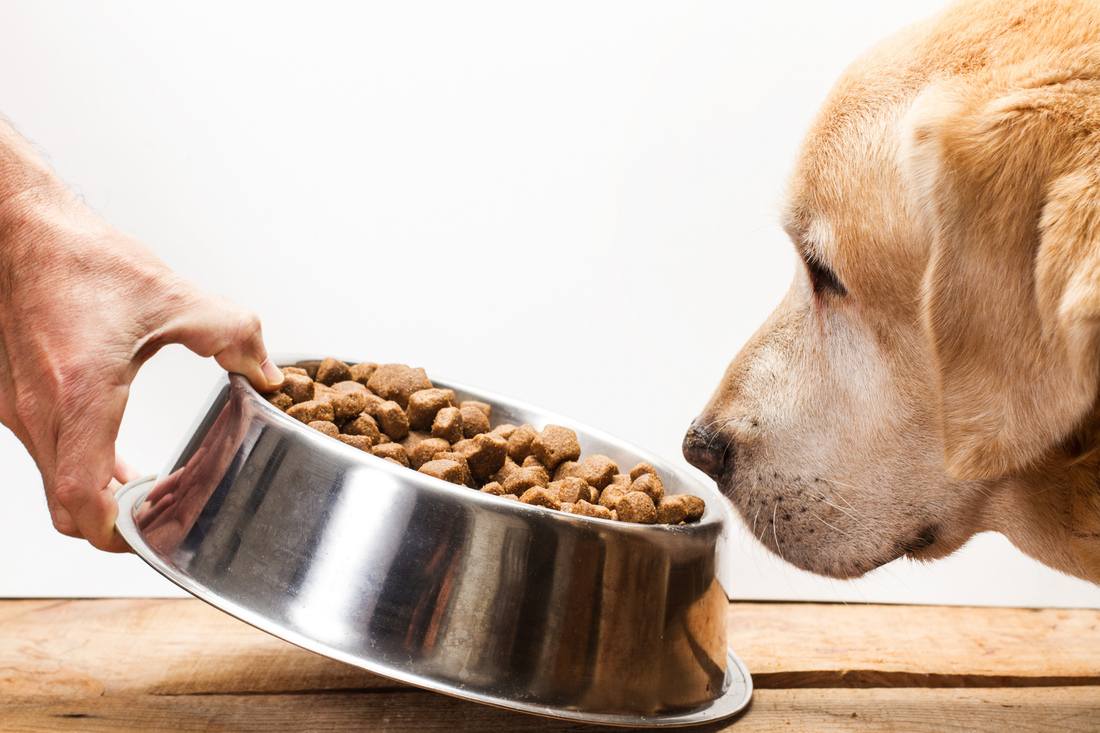 A person holds a metal bowl filled with dry dog food as a dog leans in to sniff it.