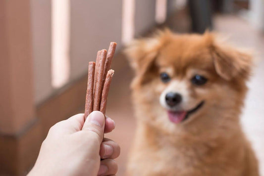 Person offering chew treats to a small dog indoors.
