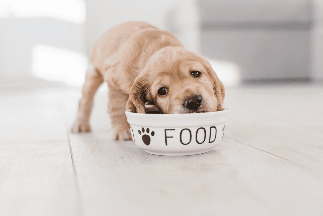 A tan puppy eating from a dog bowl.
