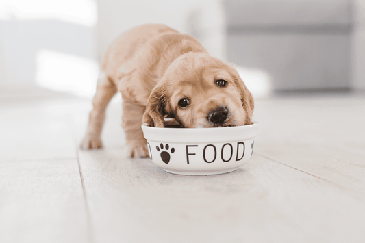 A tan puppy eating from a dog bowl.