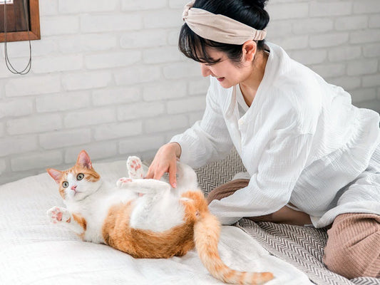 A woman gently checking her cat’s belly.