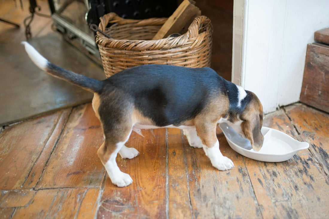 Beagle Puppy Eating From White Bowl