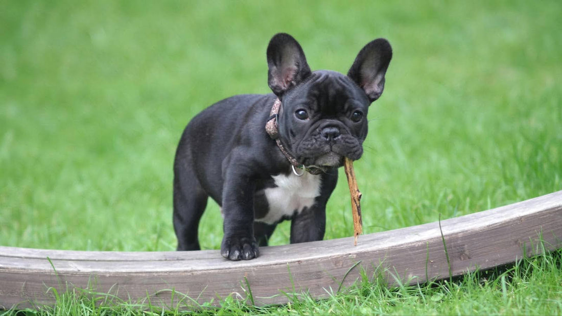 Black and White French Bulldog With a Stick in His Mouth