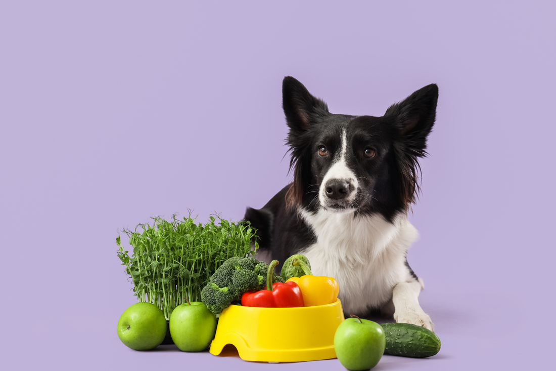 Border collie with a bowl of fresh vegetables and fruits on a purple background
