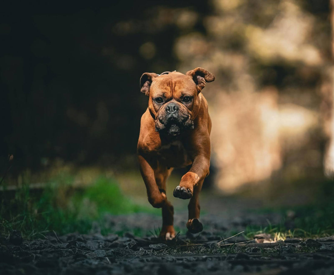Brown Boxer Running Outside 