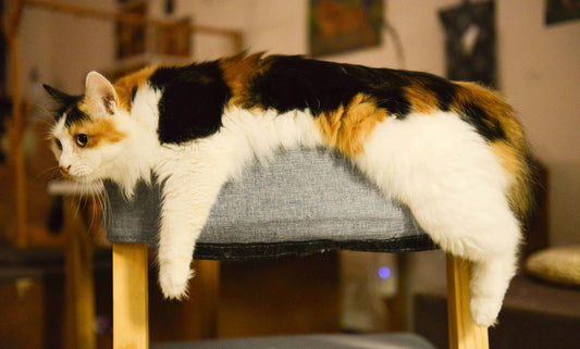 Cat Skin and Coat Supplements to Help Your Cat Look and Feel Their Best