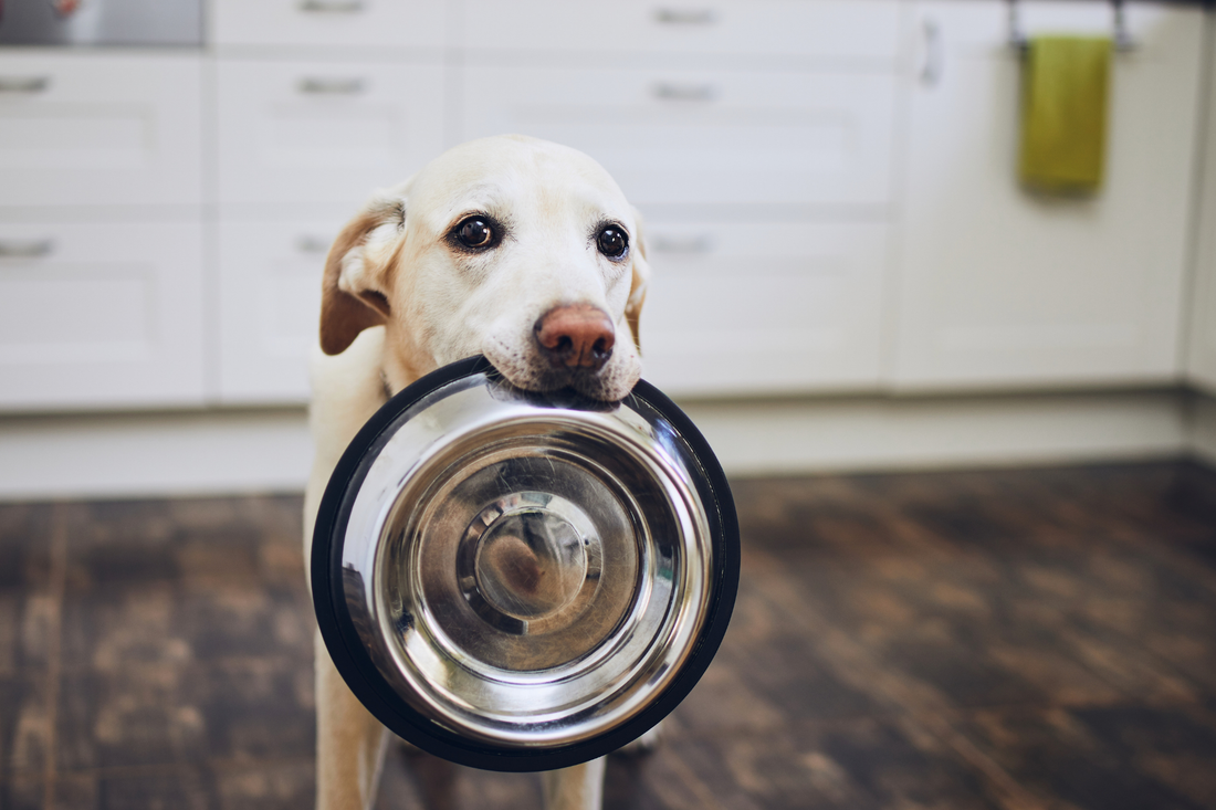 Yellow Labrador holding an empty stainless steel food bowl in its mouth while waiting in a kitchen.