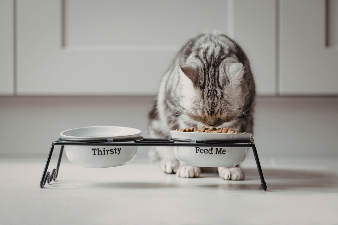 Cat eating dry food from a raised bowl labeled ‘Feed Me’ next to a water bowl labeled ‘Thirsty.