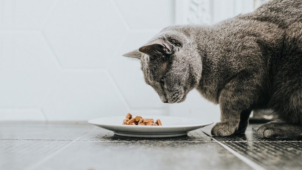 Cat sniffing a small portion of food on a plate on the floor.
