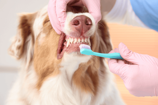 Close-up of a dog having its teeth brushed by gloved hands.