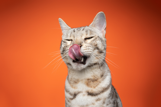 Close-up of a tabby cat licking its nose with eyes half closed, against a bright orange background