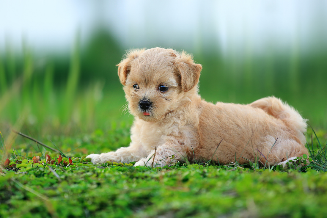 Fluffy Maltipoo puppy lying on a patch of green grass outdoors.