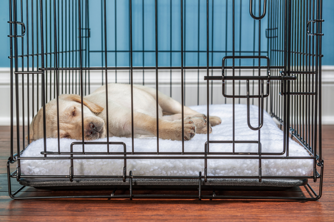 Yellow Labrador puppy sleeping peacefully on a fluffy white cushion inside a wire training crate.