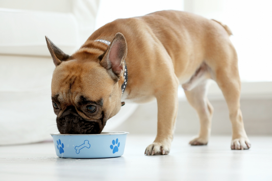 Fawn-colored French Bulldog eating from a blue bowl decorated with paw prints and a bone on a light floor.