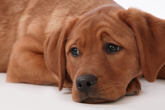 Close-up of a red Labrador puppy lying down with its head on the floor, looking up with soulful eyes.