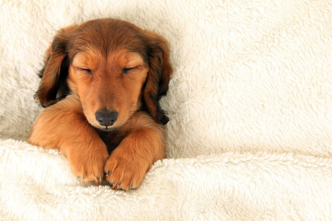 Dog resting on a soft blanket