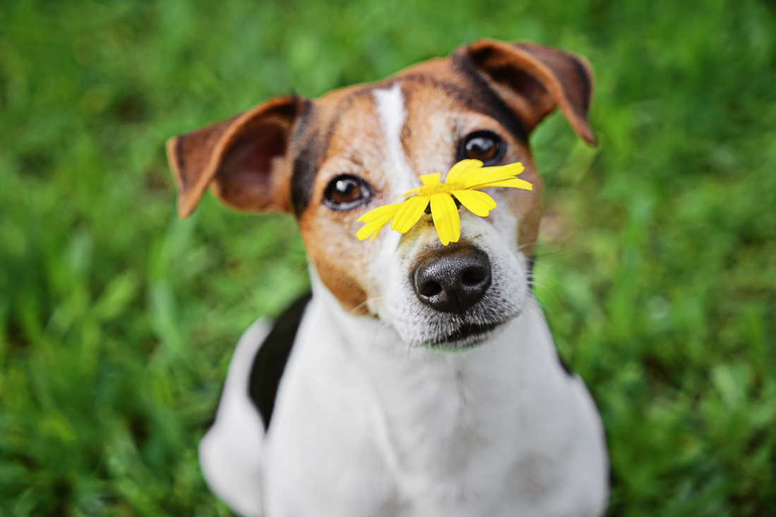 Dog with a yellow flower balanced on its nose.