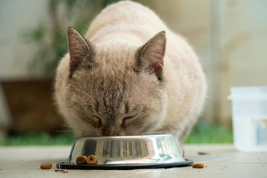 Dusty White Cat Eating from Metal Bowl 