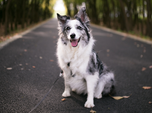 Caring For a Deaf Dog