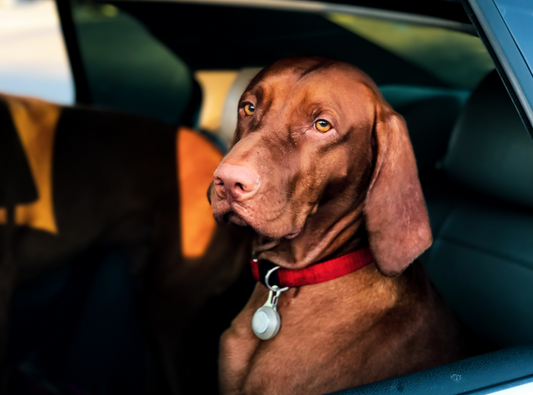 Tips For Traveling With Your Pet This Holiday