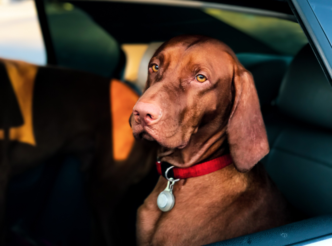Tips For Traveling With Your Pet This Holiday