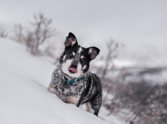Cold Weather Pet Safety