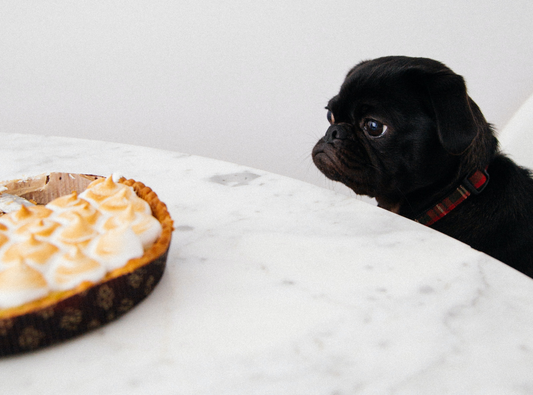 Did Your Dog Get Into The Holiday Meal?