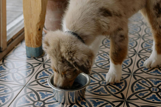 Fluffy Brown Puppy Eating From Silver Food Bowl