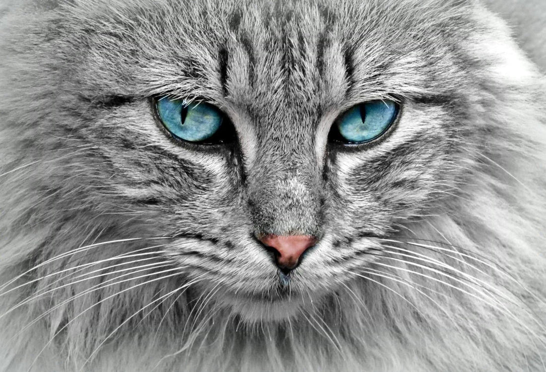 Fluffy Gray Cat with Deep Blue Eyes